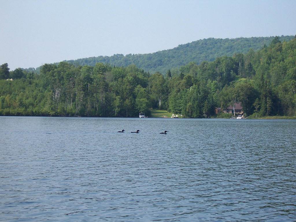 Loon family on Shadow Lake in Concord, VT lori05871 Flickr