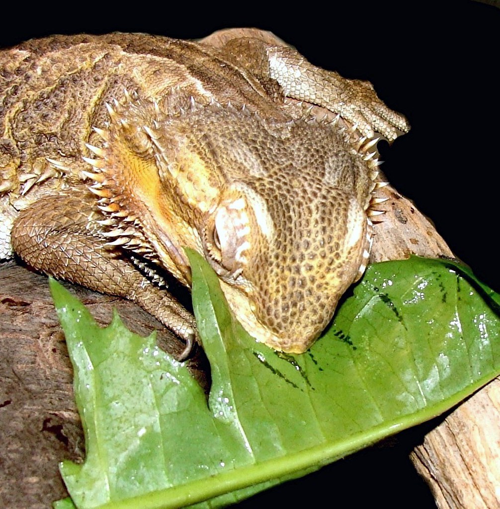 Hungry bearded dragon "Elizabeth" likes dandelion greens. … Flickr