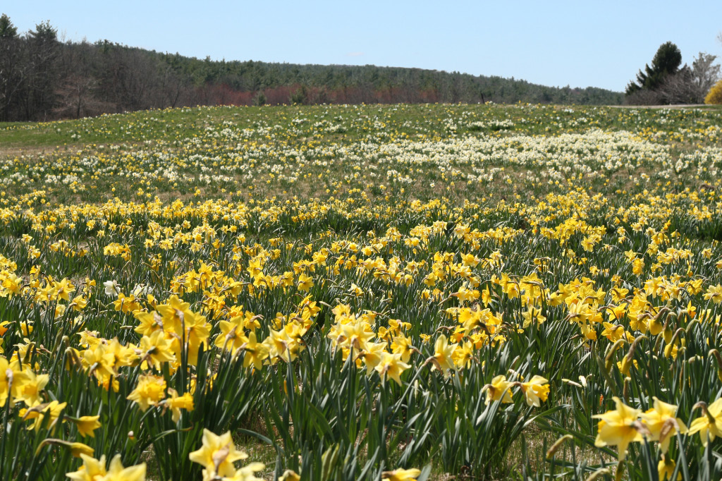 Field of daffodils Tower Hill Botanic Gardens, Boylston, M… my