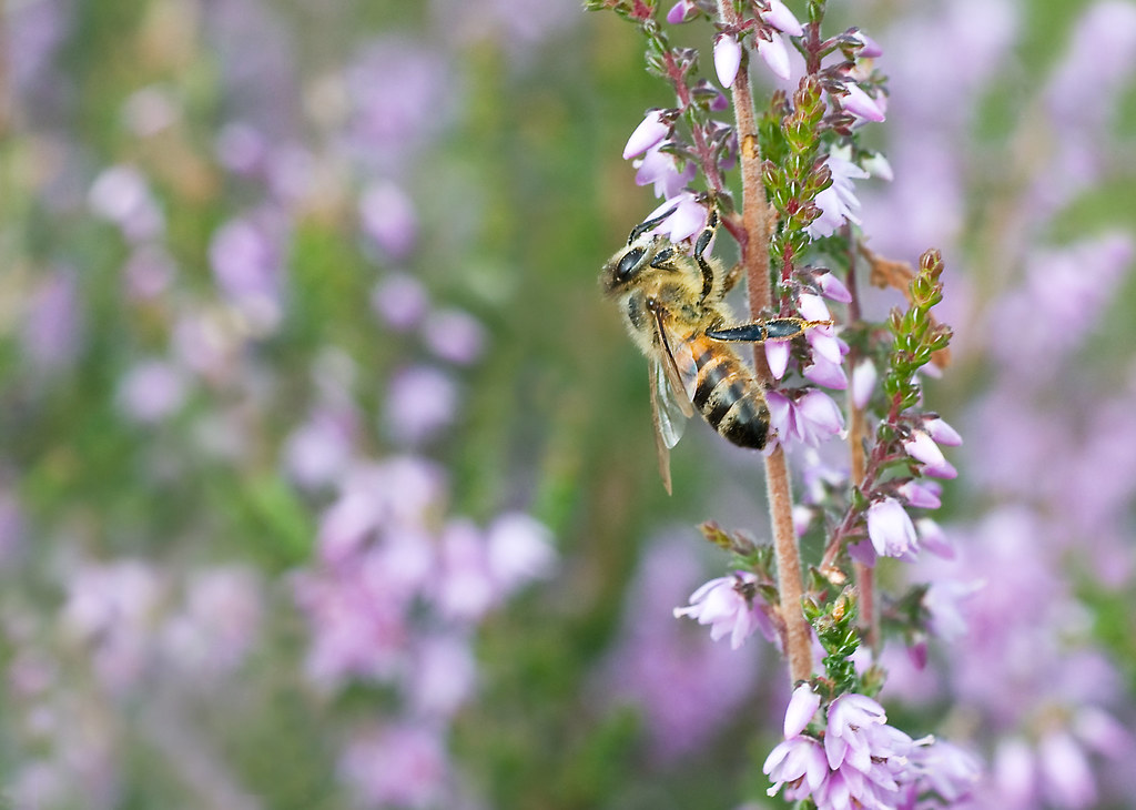Heather Bee thy name A Bee clinging on to wild heather in … andy&nic Flickr