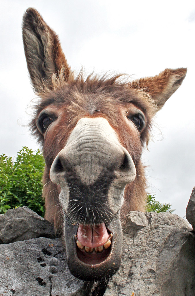 Laughing donkey, Inishmaan www.amdphoto.co.uk Allan MacDonald Flickr