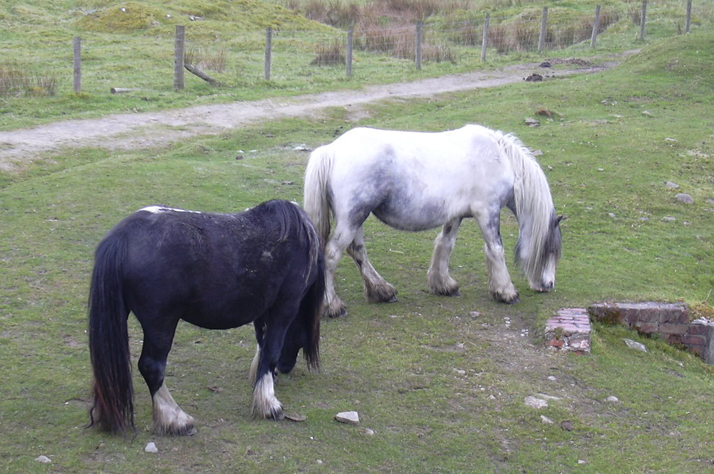 Horse, Heap Clough, Haslingden Grane, Rossendale Robert Wade (Wadey) Flickr