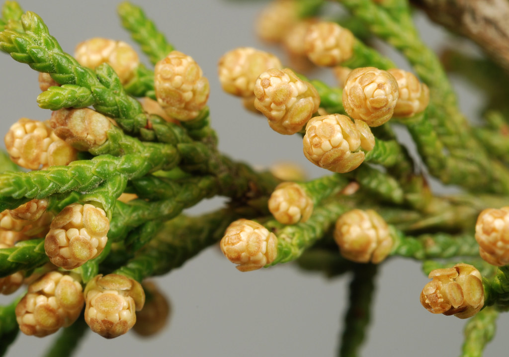 ripe pollen cones, red cedar Cones 2 mm long. The umbrella… Flickr
