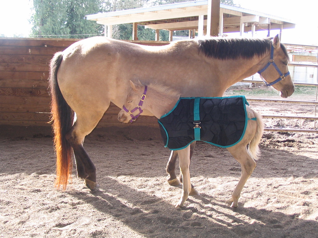 Mare and colt in horse blanket The palomino colt, named Be… Flickr