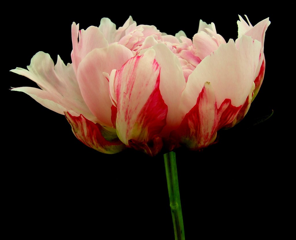 Pink Peony Another Bargain from tesco reduced Peonys an bu… Flickr