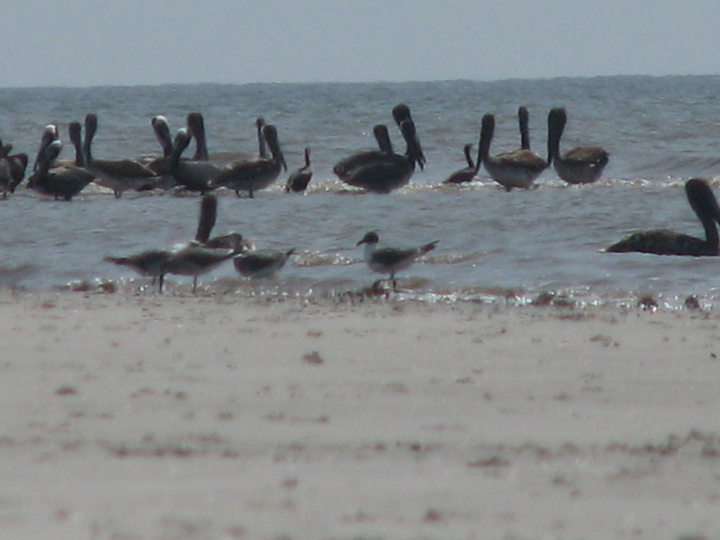Sapelo Island by jetski, coastal living Flickr
