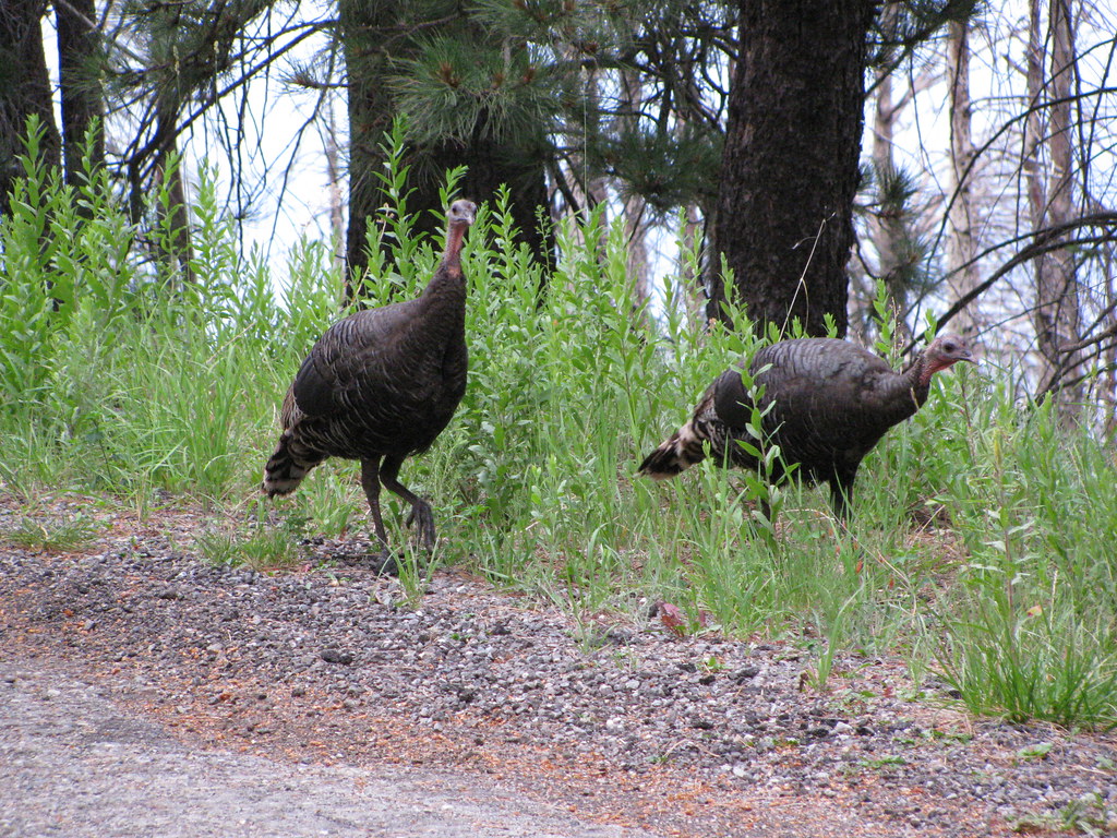 Wild Turkeys! ) Near Mt. Lemmon summit (9157 ft.) and Tur… Flickr