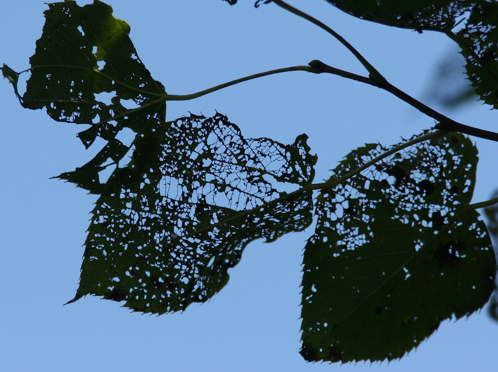 Beetle Food 20090819 Morning walk in Campton Hills Park, S… Flickr
