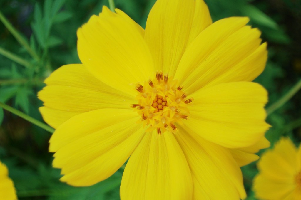 Another shot of the pretty yellow flower. 08/2009 NH Vacat… Flickr