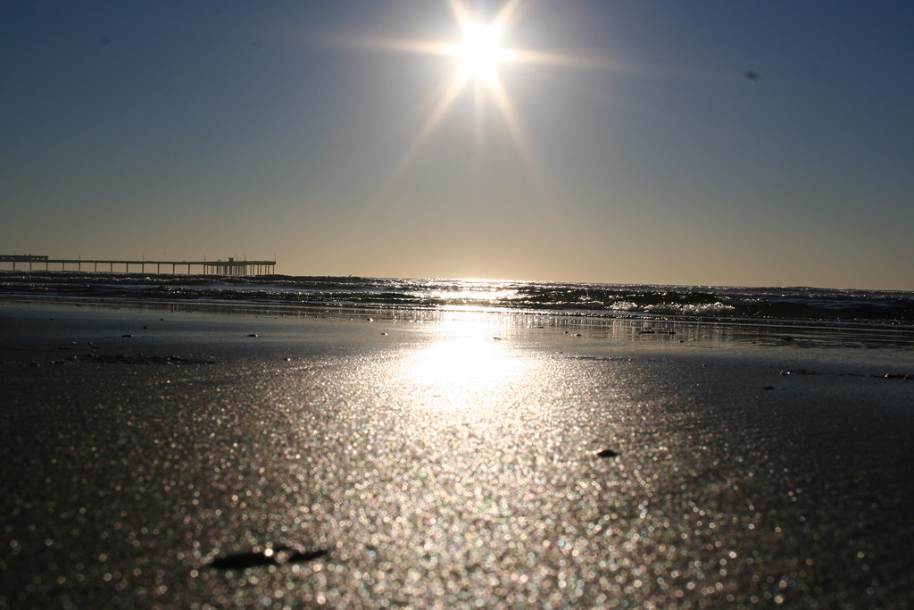 2005 12 06 Ollie at Pacific Beach Dog Park San Diego (55… Flickr