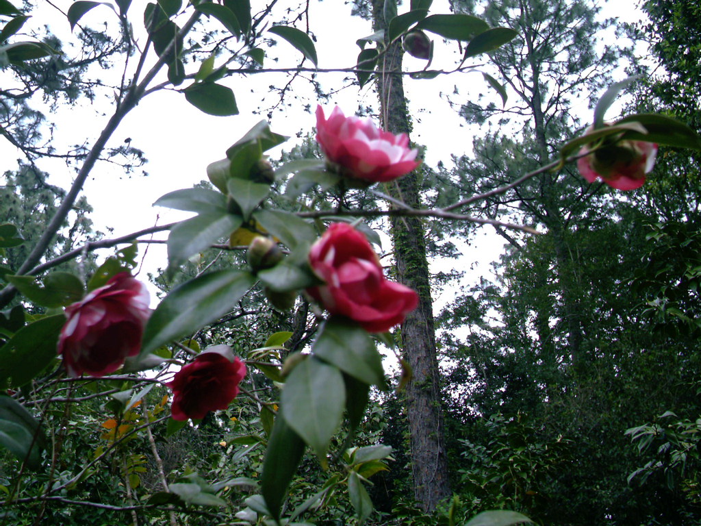 Hodges Gardens, La mel Flickr