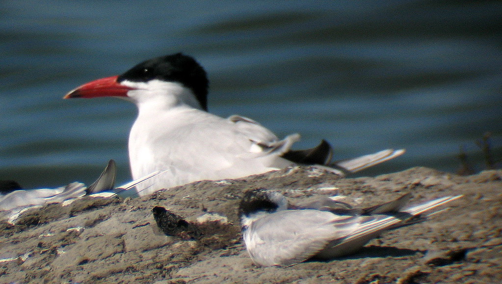 Caspian Tern and Forster's Tern Caspian Tern (Sterna caspi… Flickr