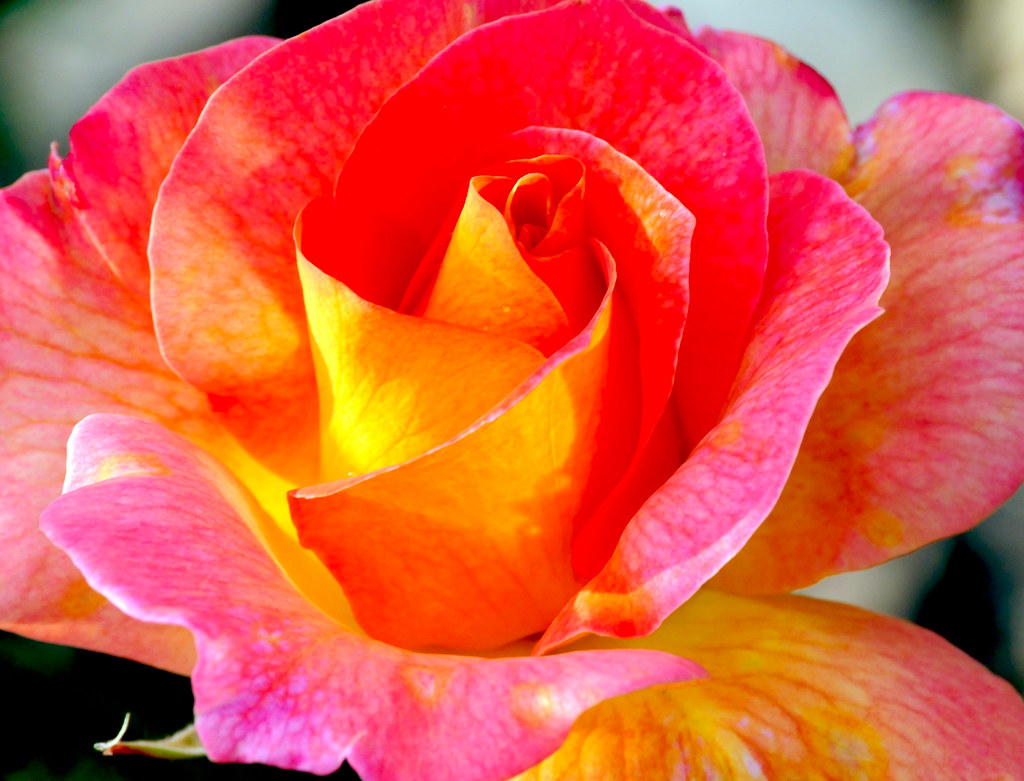 Delta Rose Mississippi State University Delta Research and… Flickr