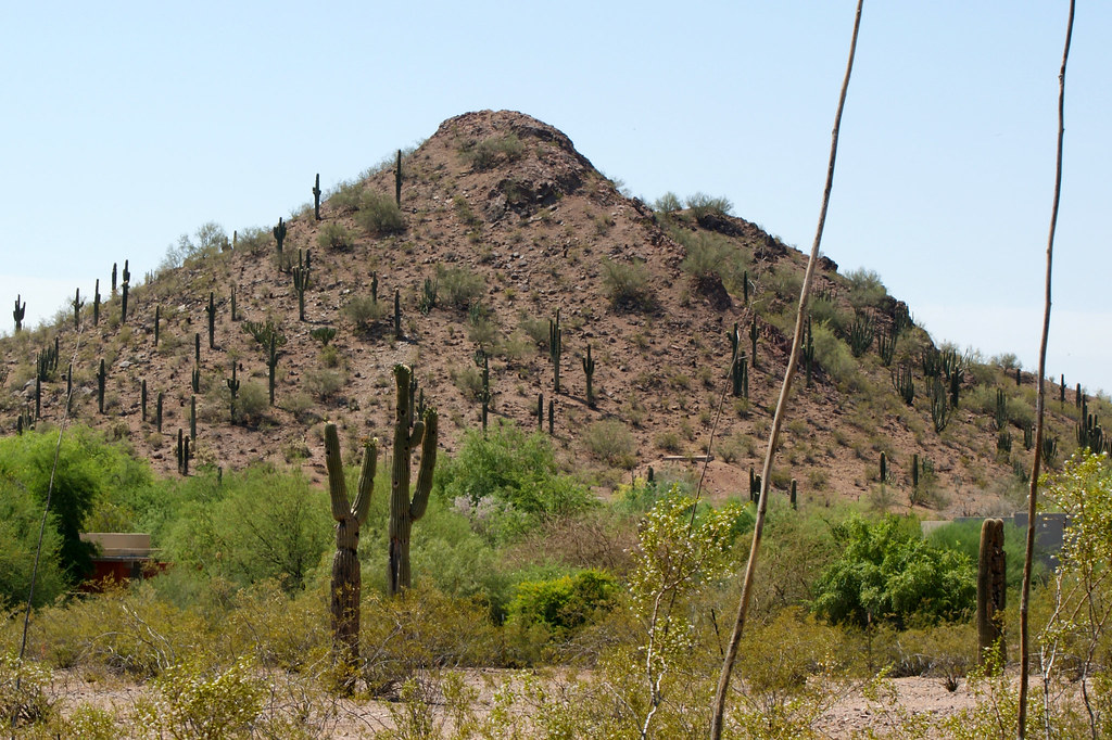 Garden Butte at Desert Botanical Garden Located in Phoenix… Flickr