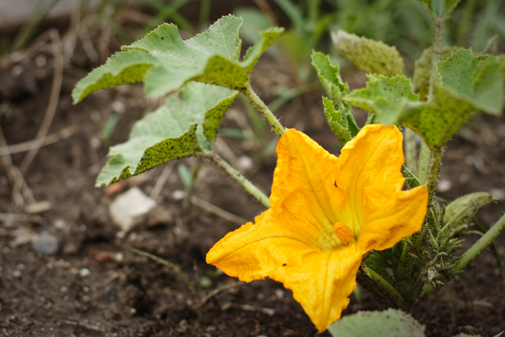 Zucchini Flower Squash blossom flower in our little garden… Jamie
