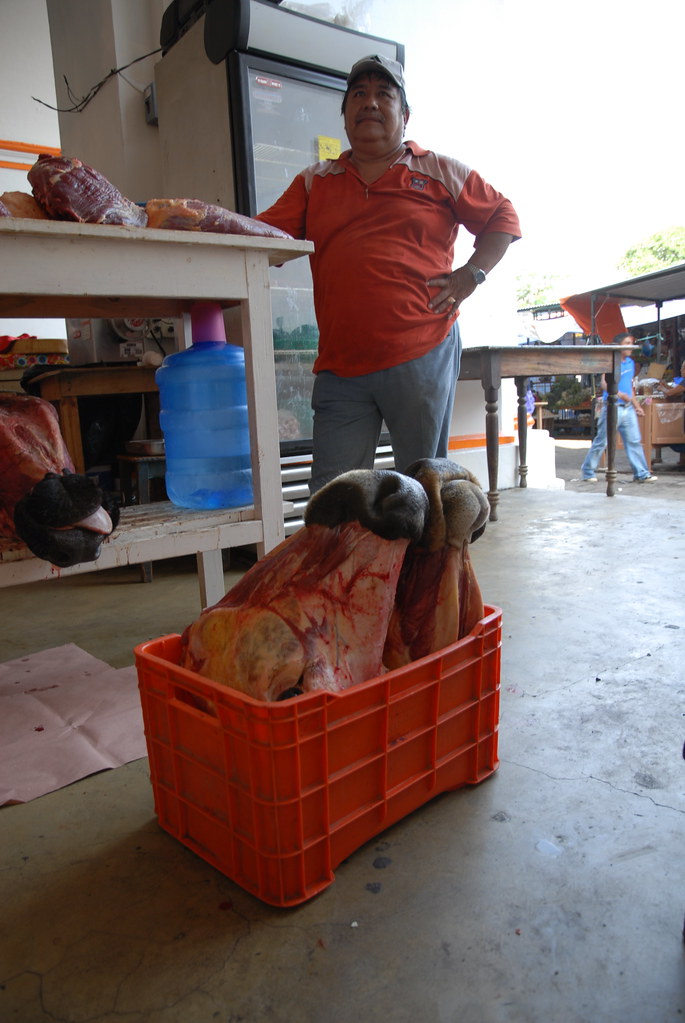 Post Mortum Cattle Heads Beef cattle heads for sale at the… Flickr