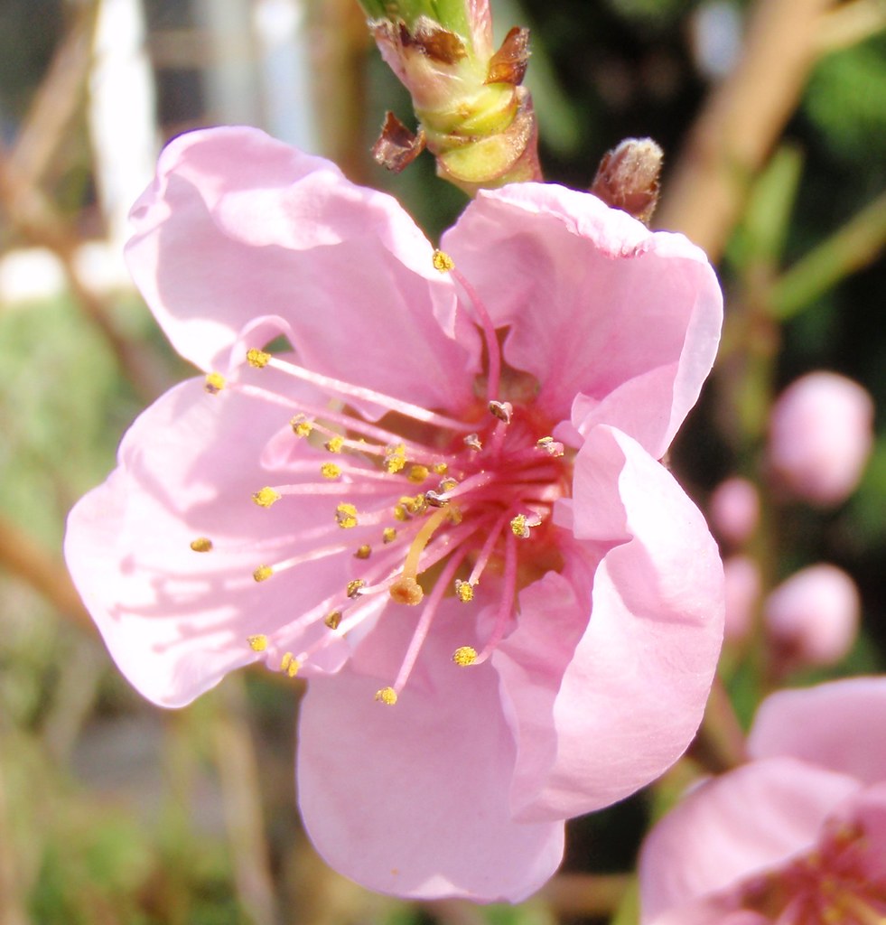 Nectarine blossom Pretty in pink Nectarine blossom. Nasaw views