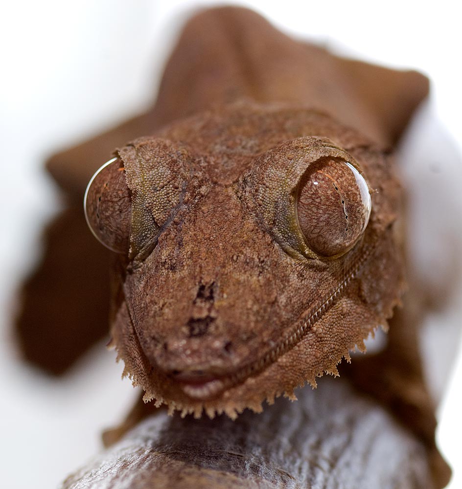 Henkel's Leaftailed gecko Greg Neise Flickr
