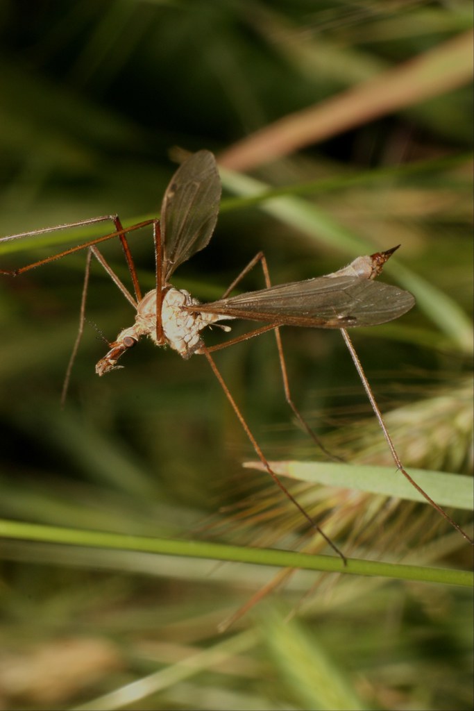 Mosquito Hawk / Crane Fly on Rye. Mosquito Hawk on Rye Gra… Flickr