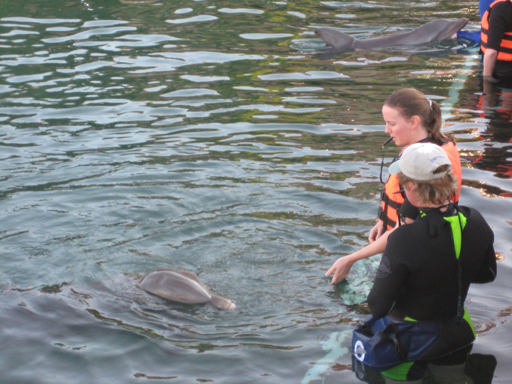 dolphin training 2009 Feb ABC Dolphin Trainer Academy stud… Flickr