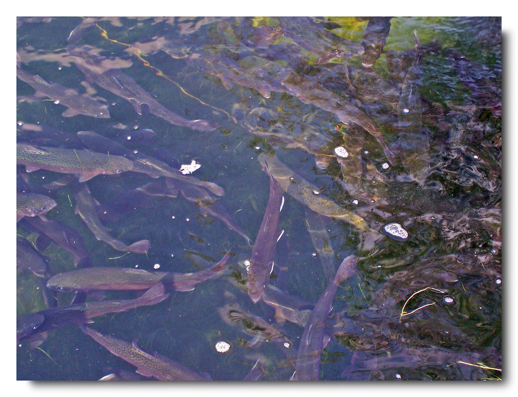 Rainbow Trout Trout fishing lake in Wisconsin Dells. I hea… Flickr