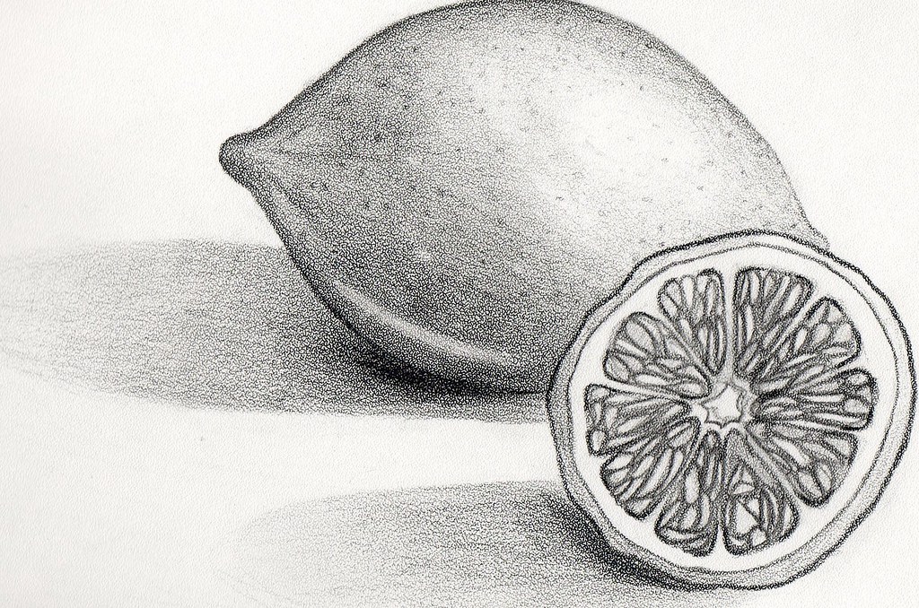 Lemon Scientific Illustration Pencil on Coquille Board