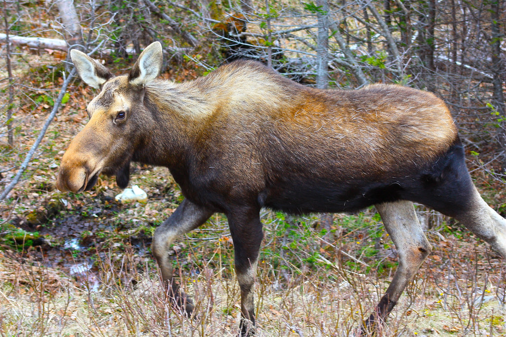 Moose on the loose! Cow Head, Newfoundland Susanne Jane Flickr