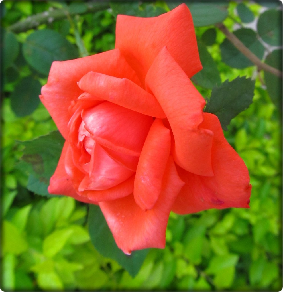 Quinta Flowers Nancy Flickr