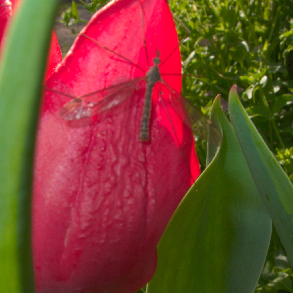 Tulip Views, 8, March 26, 2009 The insect enjoying this tu… Flickr