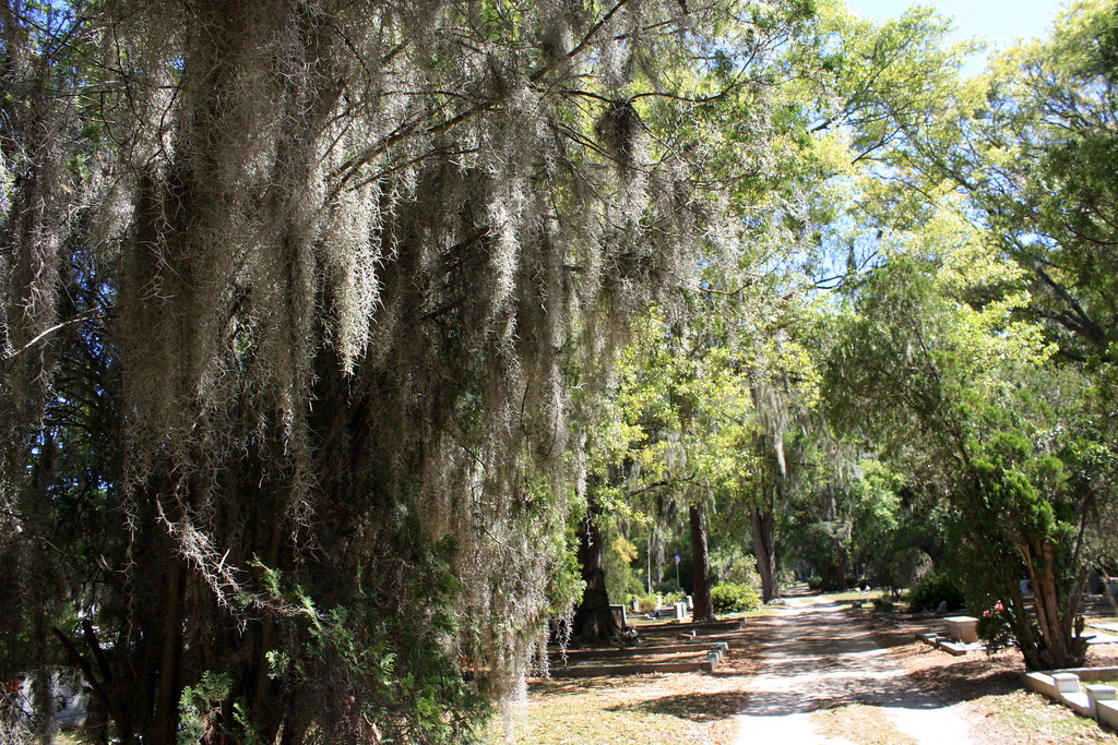 live oak This is state tree. Bonaventure Cemeter… majlis