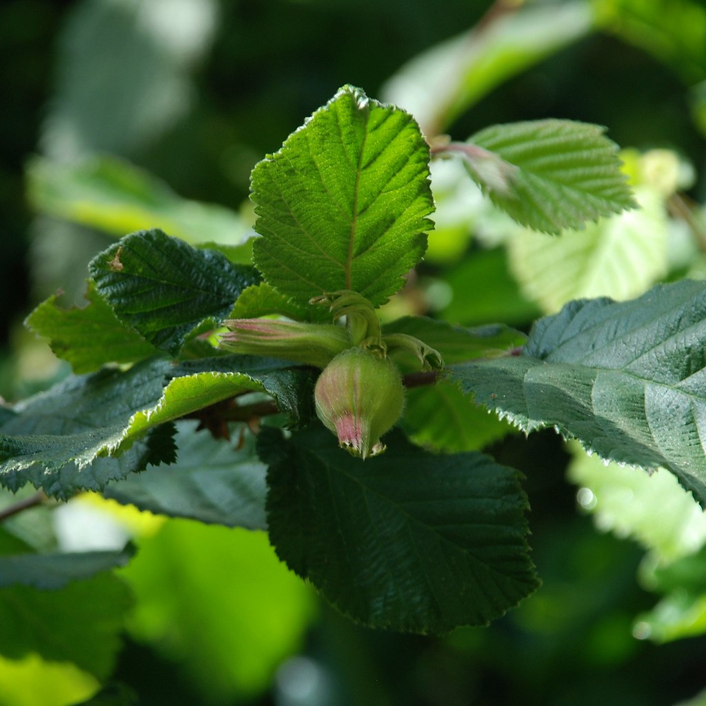 Corylus cornuta ssp. californica California Hazelnut Flickr