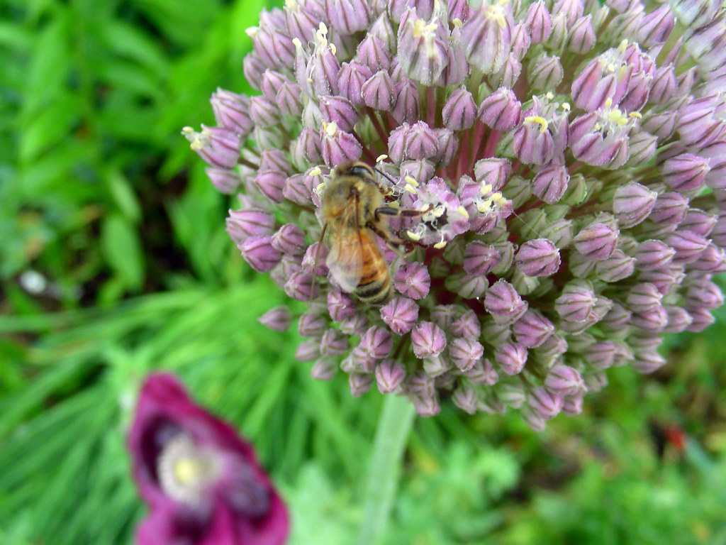 garlic & bee 3 Closeup/Macro of a Garlic blossom & Russia… Flickr