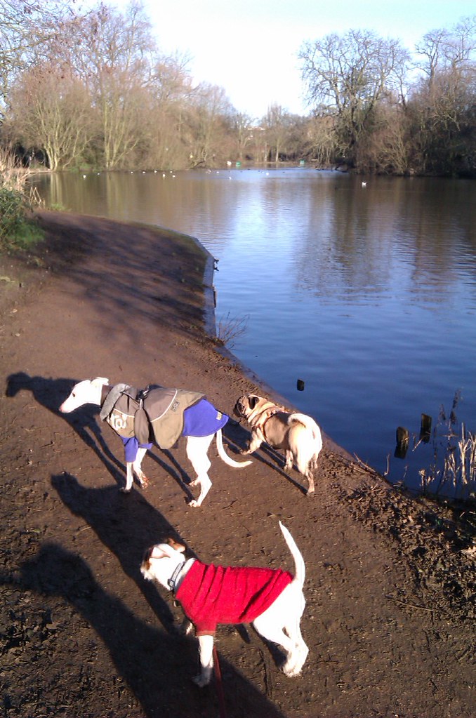 Dog Walking Services Clapham Common (www.harrisonsdogs.co… Flickr