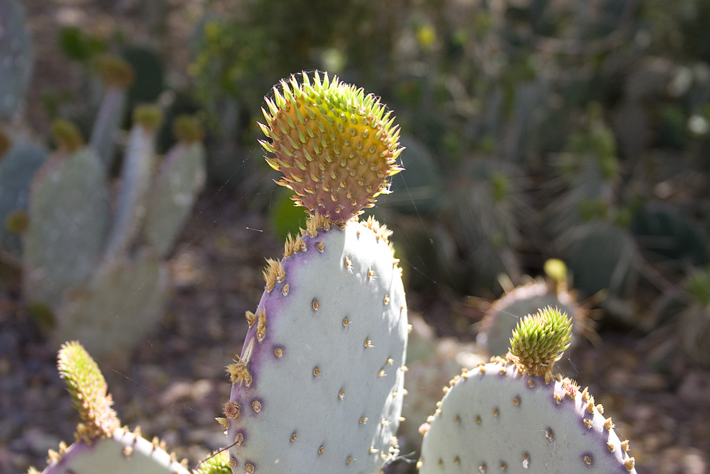 Cactus Bud At the Desert Botanical Garden in Phoenix, AZ. … Flickr