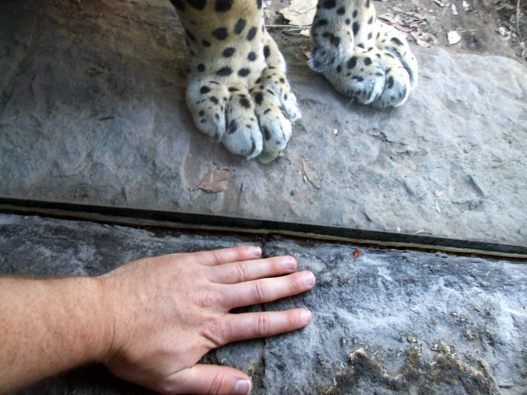 Jaguar Paw The jaguar paw is quite big. It is at least the… Flickr