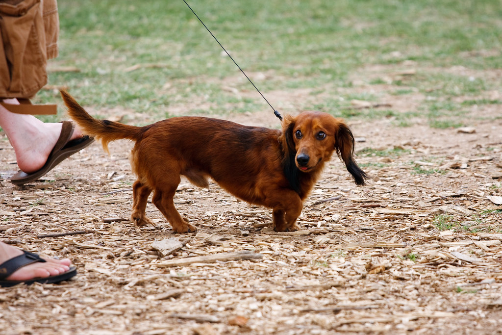 Longhaired wiener dog mirsasha Flickr