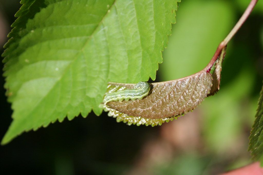 Sleeping caterpillar A small green caterpillar on a leaf. … Noj Han