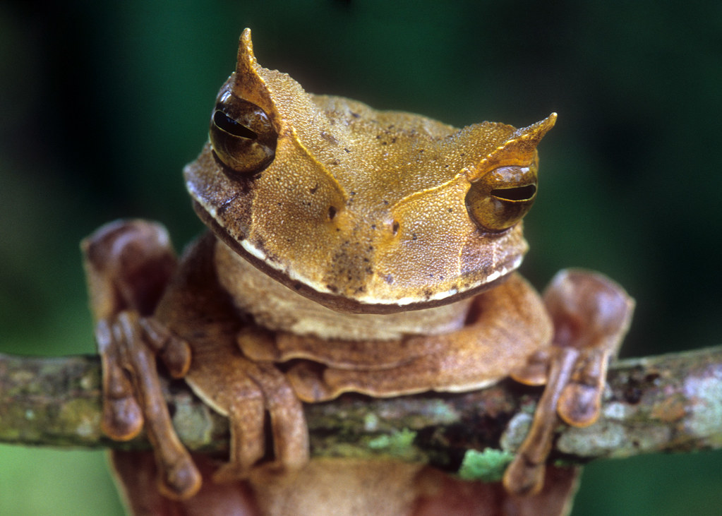 Gastrotheca cornuta, Horned Marsupial Frog, in habitat. IU… Flickr