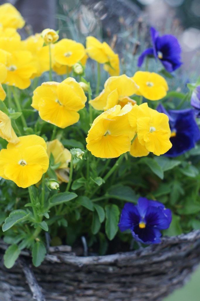 Basket of Pansies There have been so many pansies to photo… Flickr