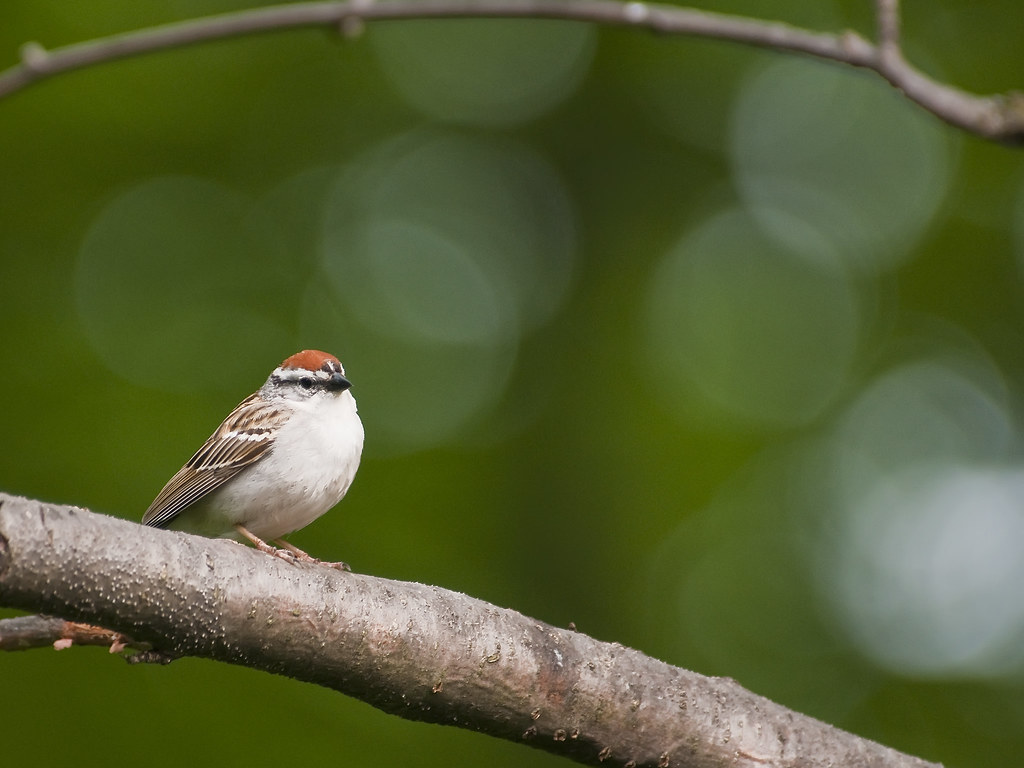 Chirping Sparrow Chirping sparrows are very common but I d… Flickr