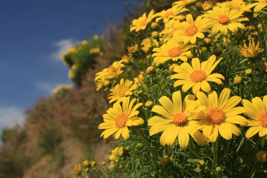 Malibu flowers This is on a hill in Malibu,CA i had a two … Flickr