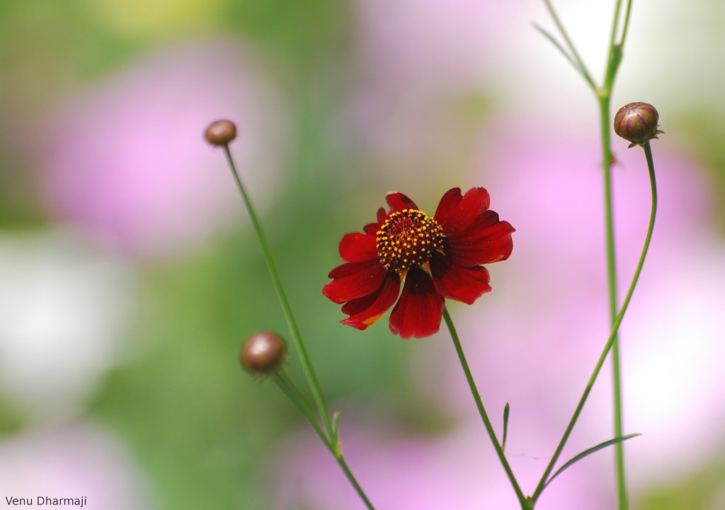 Happy Earth Day! “Love is the only flower that grows and b… Flickr