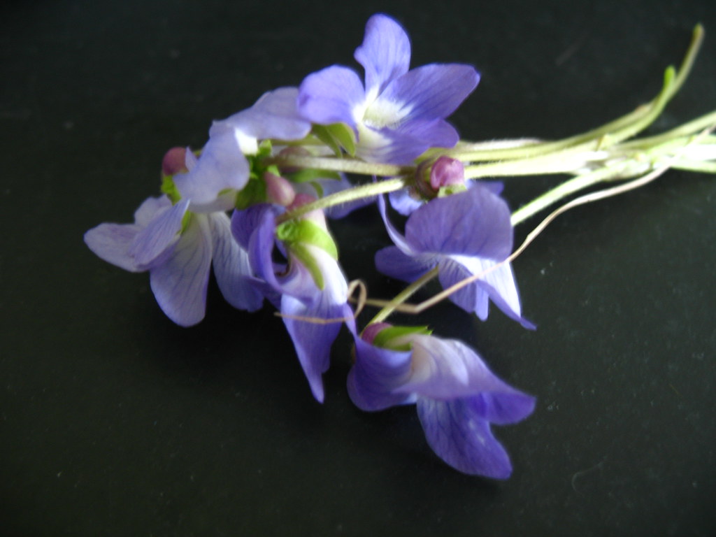 13.05.09 The official flower of New Brunswick purple vio… Flickr