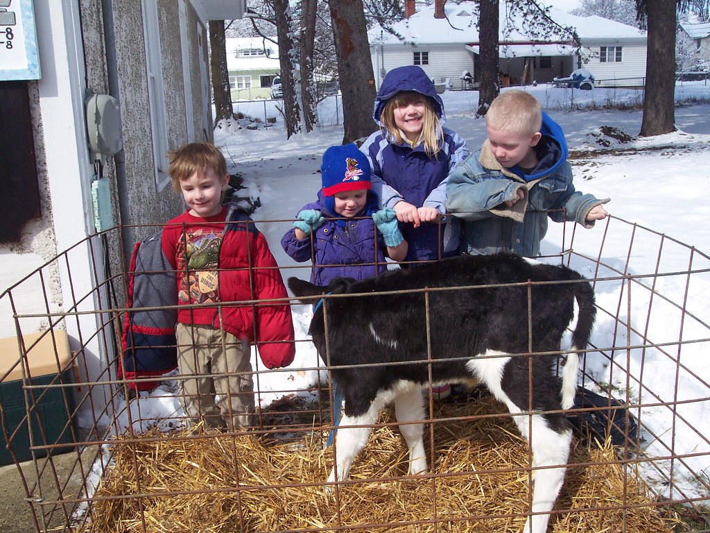 Calf Visits the Cohocton Library Cohocton Public Library Flickr
