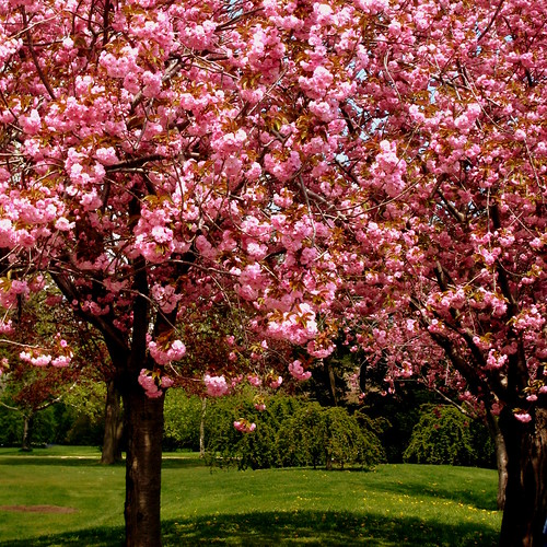 Cherry Trees Royal Botanical Garden near Hamilton Ontario.… Reto