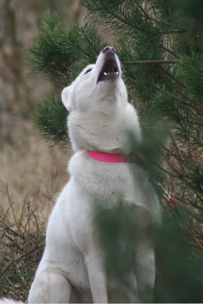 Husky Racing Event Thetford Forest (BSHRA) [280209] Flickr