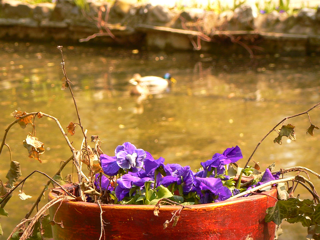 Ducks and petunias Felix Flickr