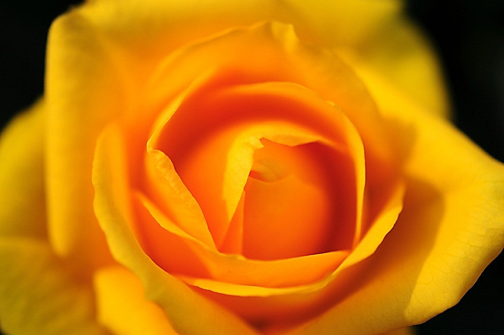 Rose PATIOHIT 'Silvia' from Denmark naruo0720 Flickr