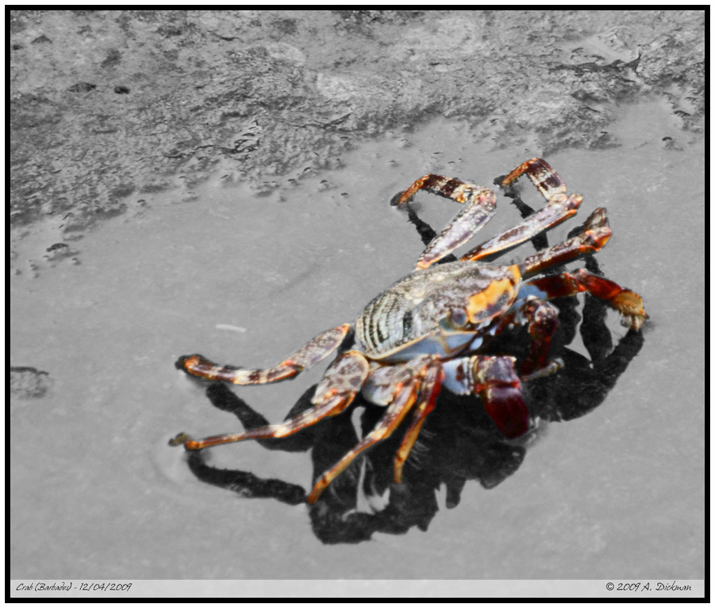 Crab (Barbados) As we were walking along we found what I a… Flickr