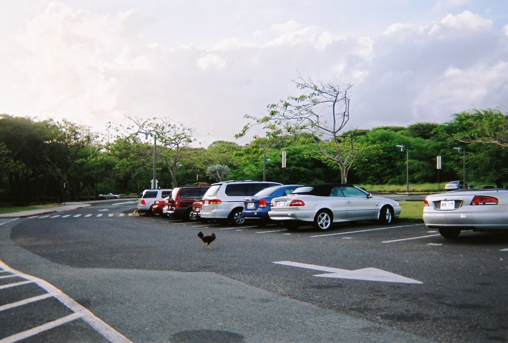 Hanauma Bay parking lot One of the last few wild chicken… Flickr